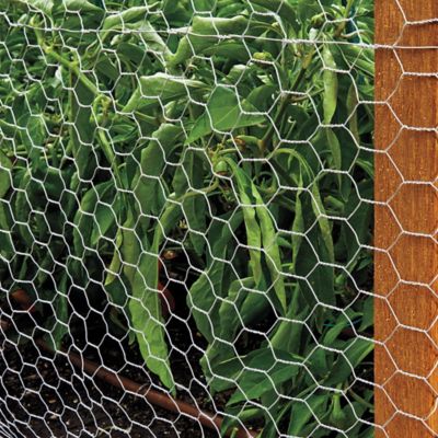 Chicken Wire